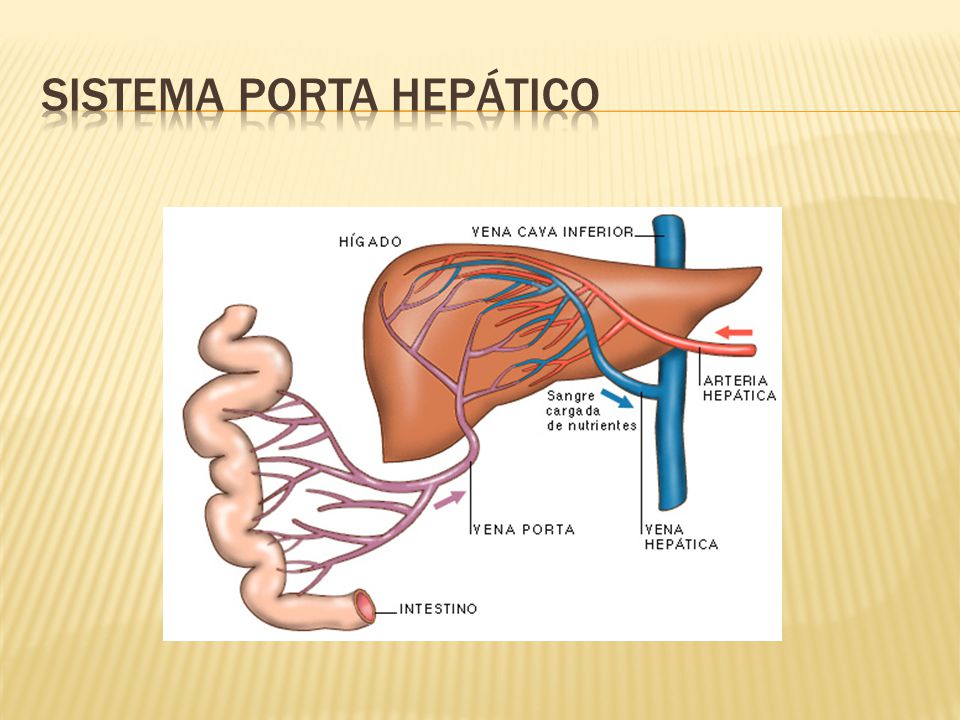 SISTEMA PORTA HEPATICO PDF DOWNLOAD SISTEMA PORTA HEPATICO PDF DOWNLOAD